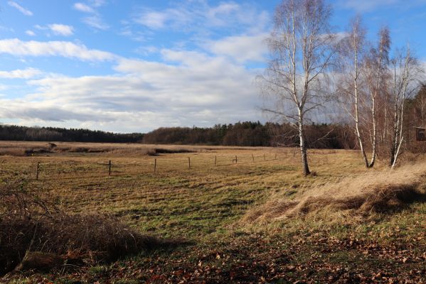 Hrobice, 24.12.2020
Rybník Baroch.
Klíčová slova: Hrobice Baroch Trox sabulosus