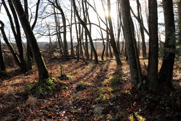 Hrobice, 24.12.2020
Olšina u Barocha.
Klíčová slova: Hrobice Baroch olšina