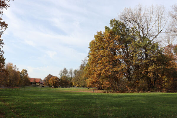 Hrobice, 29.10.2022
Lužní les.
Schlüsselwörter: Hrobice lužní les