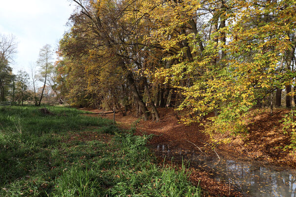 Hrobice, 29.10.2022
Lužní les.
Klíčová slova: Hrobice lužní les