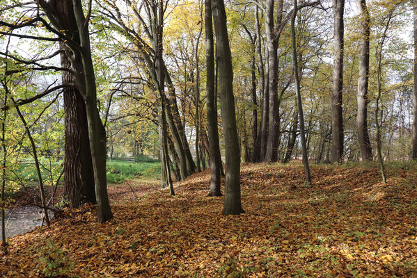 Hrobice, 29.10.2022
Lužní les.
Klíčová slova: Hrobice lužní les