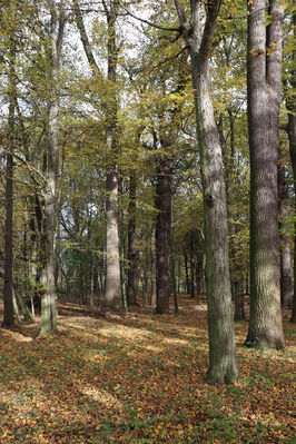 Hrobice, 29.10.2022
Lužní les.
Schlüsselwörter: Hrobice lužní les