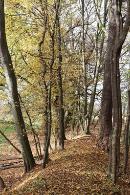 Hrobice, 29.10.2022
Lužní les.
Klíčová slova: Hrobice lužní les