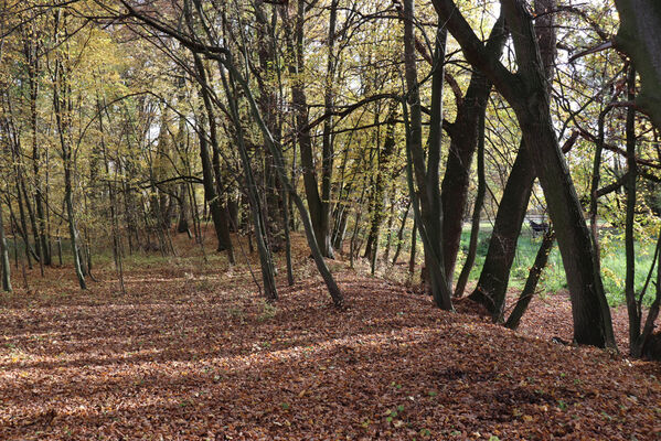 Hrobice, 29.10.2022
Lužní les.
Schlüsselwörter: Hrobice lužní les