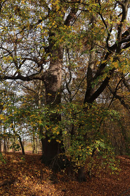 Hrobice, 29.10.2022
Lužní les.
Schlüsselwörter: Hrobice lužní les