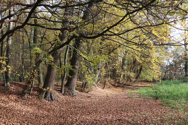 Hrobice, 29.10.2022
Lužní les.
Schlüsselwörter: Hrobice lužní les