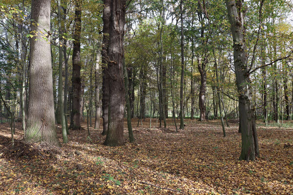 Hrobice, 29.10.2022
Lužní les.
Keywords: Hrobice lužní les