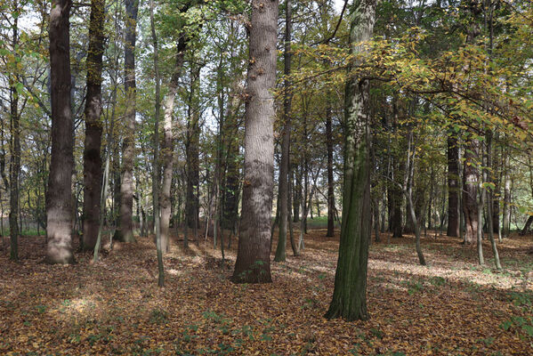 Hrobice, 29.10.2022
Lužní les.
Schlüsselwörter: Hrobice lužní les Calambus bipustulatus