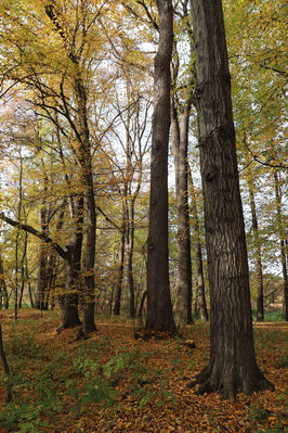 Hrobice, 29.10.2022
Lužní les.
Schlüsselwörter: Hrobice lužní les