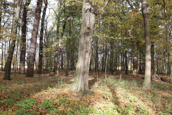 Hrobice, 29.10.2022
Lužní les.
Klíčová slova: Hrobice lužní les