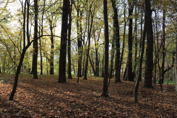 Hrobice, 29.10.2022
Lužní les.
Schlüsselwörter: Hrobice lužní les Calambus bipustulatus