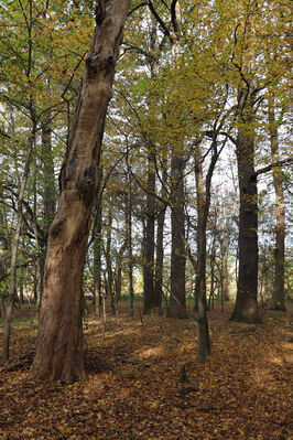 Hrobice, 29.10.2022
Lužní les.
Schlüsselwörter: Hrobice lužní les