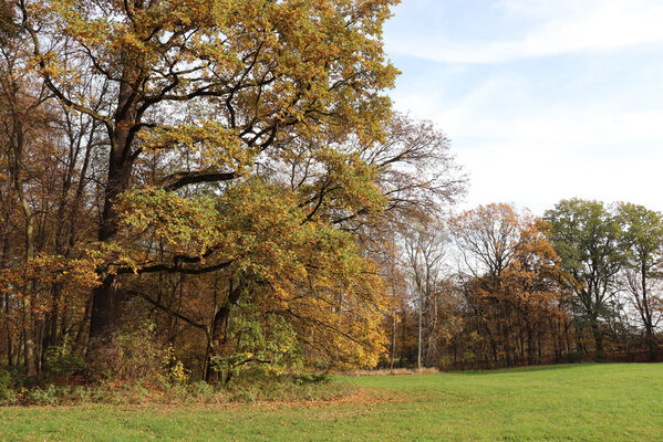 Hrobice, 29.10.2022
Lužní les.
Klíčová slova: Hrobice lužní les