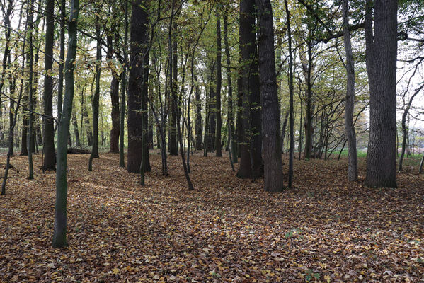 Hrobice, 29.10.2022
Lužní les.
Klíčová slova: Hrobice lužní les