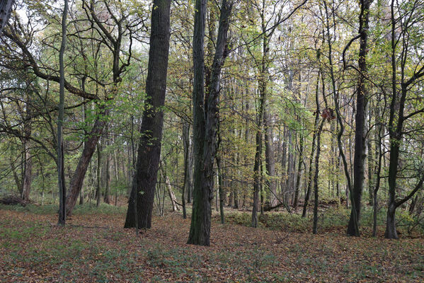 Hrobice, 29.10.2022
Lužní les.
Klíčová slova: Hrobice lužní les