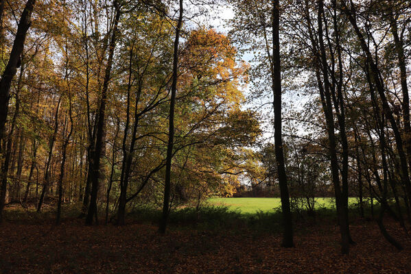 Hrobice, 29.10.2022
Lužní les.
Klíčová slova: Hrobice lužní les