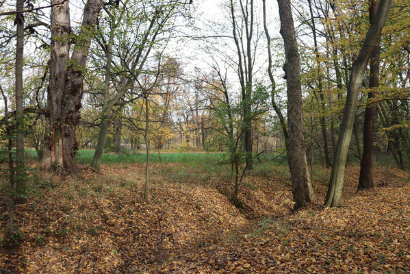 Hrobice, 29.10.2022
Lužní les.
Keywords: Hrobice lužní les