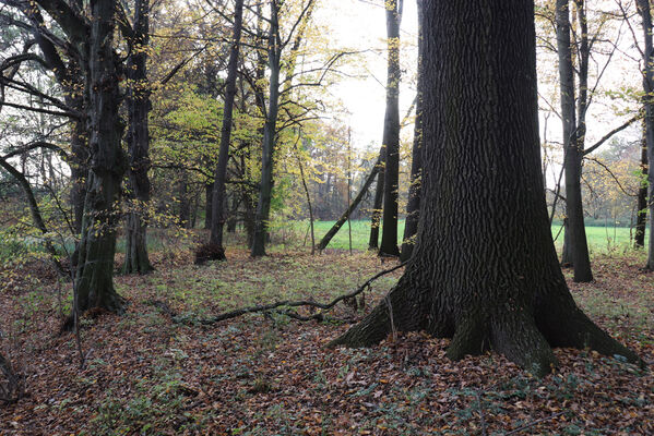 Hrobice, 29.10.2022
Lužní les.
Schlüsselwörter: Hrobice lužní les