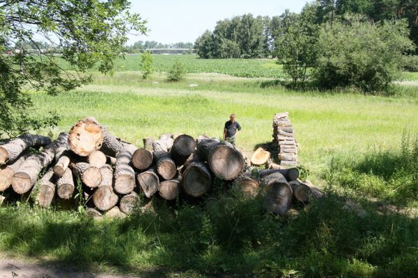 Hrobice, 29.6.2011
Skládka topolových kmenů ze zlikvidované aleje nedaleko rybníka Baroch. Na osluněném dřevě aktivují tesaříci Xylotrechus rusticus, krasci Agrilus ater a kolega Krátký.
Keywords: Hrobice topolová alej Xylotrechus rusticus Agrilus ater Krátký