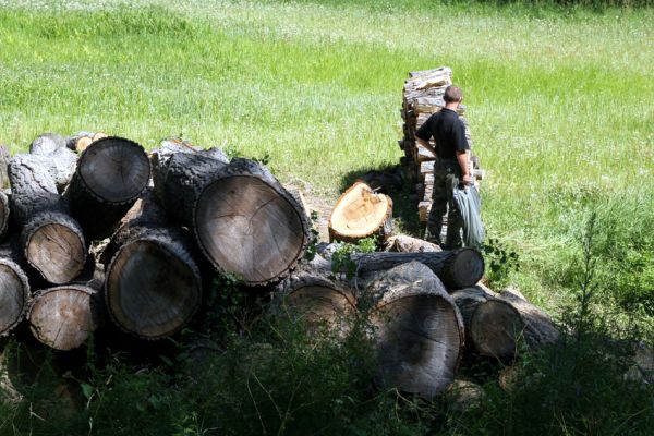 Hrobice, 29.6.2011
Skládka topolových kmenů ze zlikvidované aleje nedaleko rybníka Baroch. Na osluněném dřevě aktivují tesaříci Xylotrechus rusticus, krasci Agrilus ater a kolega Krátký.
Klíčová slova: Hrobice topolová alej Xylotrechus rusticus Agrilus ater Krátký