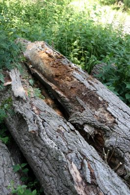 Hrobice, 29.6.2011
Skládka topolových kmenů ze zlikvidované aleje nedaleko rybníka Baroch. Trouchnivé dřevo topolu osídlené brouky Hylis olexai a Mycetophagus fulvicollis.
Keywords: Hrobice topolová alej Hylis olexai Mycetophagus fulvicollis Diaclina fagi