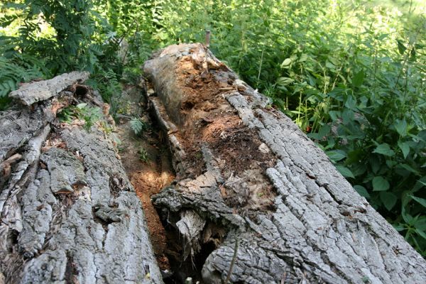 Hrobice, 29.6.2011
Skládka topolových kmenů ze zlikvidované aleje nedaleko rybníka Baroch. 
Klíčová slova: Hrobice topolová alej Hylis olexai Mycetophagus fulvicollis Diaclina fagi Cucujus cinnaberinus