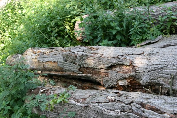 Hrobice, 29.6.2011
Skládka topolových kmenů ze zlikvidované aleje nedaleko rybníka Baroch. Trouchnivé dřevo topolu osídlené brouky Hylis olexai a Mycetophagus fulvicollis.
Klíčová slova: Hrobice topolová alej Hylis olexai Mycetophagus fulvicollis Diaclina fagi