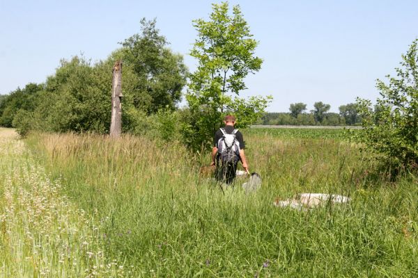 Hrobice, 29.6.2011
Pařezy a jeden ze dvou ponechaných pahýlů topolů ve vykácené topolové aleji nedaleko rybníka Baroch. 
Mots-clés: Hrobice topolová alej Krátký