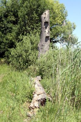 Hrobice, 29.6.2011
Jeden ze dvou ponechaných pahýlů topolů ve vykácené topolové aleji nedaleko rybníka Baroch.
Mots-clés: Hrobice topolová alej