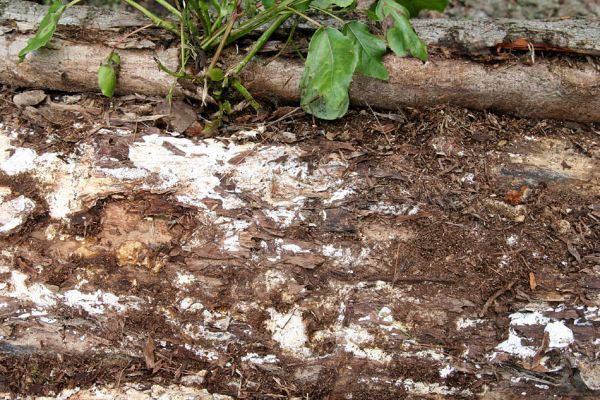 Hrobice, 5.7.2011
Skládka topolových kmenů ze zlikvidované aleje nedaleko rybníka Baroch. Na trouchnivém dřevě topolů aktivují dřevomilové Hylis olexai.
Mots-clés: Hrobice topolová alej Hylis olexai Mycetophagus fulvicollis