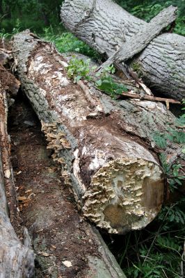 Hrobice, 5.7.2011
Skládka topolových kmenů ze zlikvidované aleje nedaleko rybníka Baroch. Trouchnivé dřevo topolu osídlené brouky Hylis olexai, Mycetophagus fulvicollis a Diaclina fagi.
Klíčová slova: Hrobice topolová alej Hylis olexai Mycetophagus fulvicollis Diaclina fagi