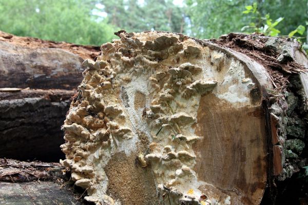 Hrobice, 5.7.2011
Skládka topolových kmenů ze zlikvidované aleje nedaleko rybníka Baroch. Na trouchnivém dřevě topolu s dřevními houbami aktivují potemníci Diaclina fagi. Dřevní houby topolů dokladují svými plodnicemi, že zde kmeny leží již delší dobu.
Mots-clés: Hrobice topolová alej Diaclina fagi