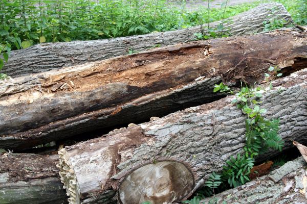 Hrobice, 5.7.2011
Skládka topolových kmenů ze zlikvidované aleje nedaleko rybníka Baroch. Na trouchnivém dřevě topolů aktivují Hylis olexai, Mycetophagus fulvicollis a Diaclina fagi.
Klíčová slova: Hrobice topolová alej Hylis olexai Mycetophagus fulvicollis Diaclina fagi