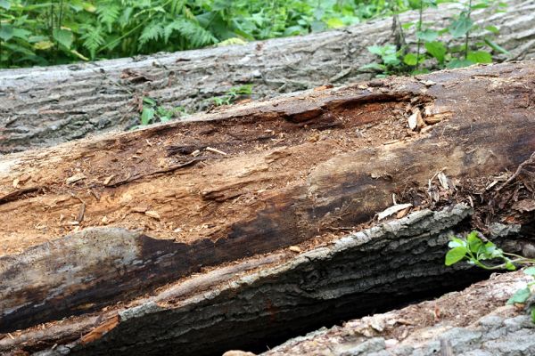 Hrobice, 5.7.2011
Skládka topolových kmenů ze zlikvidované aleje nedaleko rybníka Baroch. Na trouchnivém dřevě topolu aktivují dřevomilové Hylis olexai.
Schlüsselwörter: Hrobice topolová alej Hylis olexai Mycetophagus fulvicollis