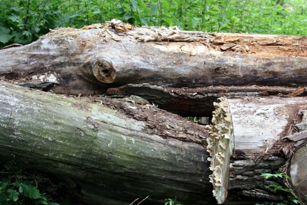 Hrobice, 5.7.2011
Skládka topolových kmenů ze zlikvidované aleje nedaleko rybníka Baroch. Na trouchnivém dřevě topolů aktivují Hylis olexai, Mycetophagus fulvicollis a Diaclina fagi.
Keywords: Hrobice topolová alej Hylis olexai Mycetophagus fulvicollis Diaclina fagi