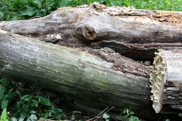 Hrobice, 5.7.2011
Skládka topolových kmenů ze zlikvidované aleje nedaleko rybníka Baroch. Na trouchnivém dřevě topolů aktivují Hylis olexai, Mycetophagus fulvicollis a Diaclina fagi.
Mots-clés: Hrobice topolová alej Hylis olexai Mycetophagus fulvicollis Diaclina fagi