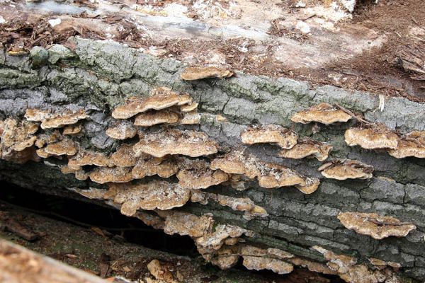 Hrobice, 5.7.2011
Skládka topolových kmenů ze zlikvidované aleje nedaleko rybníka Baroch. Dřevní houby na trouchnivém dřevě topolů dokladují, že zde kmeny leží již delší dobu.
Schlüsselwörter: Hrobice topolová alej Hylis olexai Mycetophagus fulvicollis Diaclina fagi