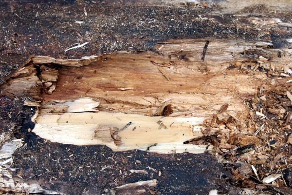 Hrobice, 5.7.2011
Skládka topolových kmenů ze zlikvidované aleje nedaleko rybníka Baroch. V rozpraskaném trouchnivém dřevě topolů jsou zalezlí dřevomilové Hylis olexai a kovařík Ampedus pomorum (na snímku jeho larva).
Keywords: Hrobice topolová alej Hylis olexai Ampedus pomorum