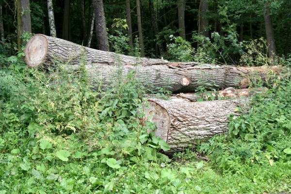 Hrobice, 5.7.2011
Skládka topolových kmenů ze zlikvidované aleje nedaleko rybníka Baroch. Na trouchnivém dřevě topolů aktivují Hylis olexai, Mycetophagus fulvicollis a Diaclina fagi, pod kůrou byly nalezeny tři larvy Cucujus cinnaberinus.
Schlüsselwörter: Hrobice topolová alej Hylis olexai Mycetophagus fulvicollis Diaclina fagi Cucujus cinnaberinus