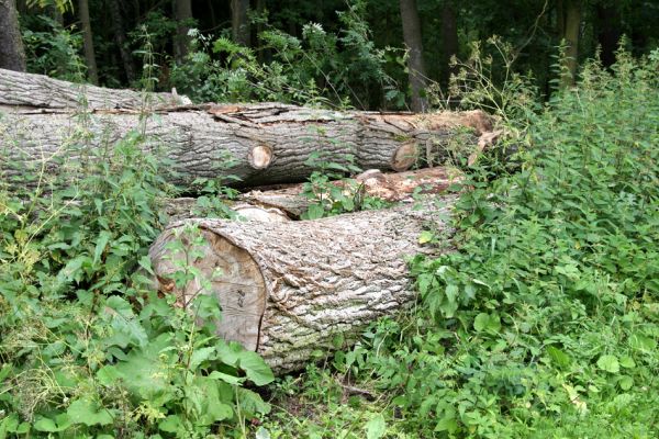 Hrobice, 5.7.2011
Skládka topolových kmenů ze zlikvidované aleje nedaleko rybníka Baroch. Na trouchnivém dřevě topolů aktivují Hylis olexai, Mycetophagus fulvicollis a Diaclina fagi, pod kůrou byly nalezeny tři larvy Cucujus cinnberinus.
Schlüsselwörter: Hrobice topolová alej Hylis olexai Mycetophagus fulvicollis Diaclina fagi Cucujus cinnaberinus