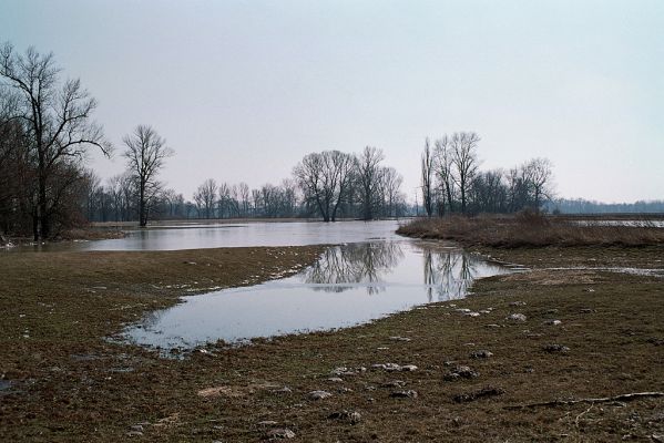 Opatovice-Hrozná, 21.3.2005
Jarní záplava
Klíčová slova: Opatovice Hrozná záplava Oedostethus