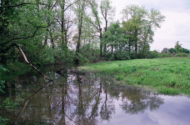 Opatovice-Hrozná, 8.5.2004
Slepé rameno.
Schlüsselwörter: Opatovice Hrozná slepé rameno