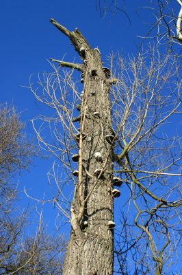 Opatovice-Hrozná-24.2.2008
Odumírající kmen topolu osídlily dřevní houby.
Mots-clés: Opatovice Hrozná slepé rameno topol houby Cucujus