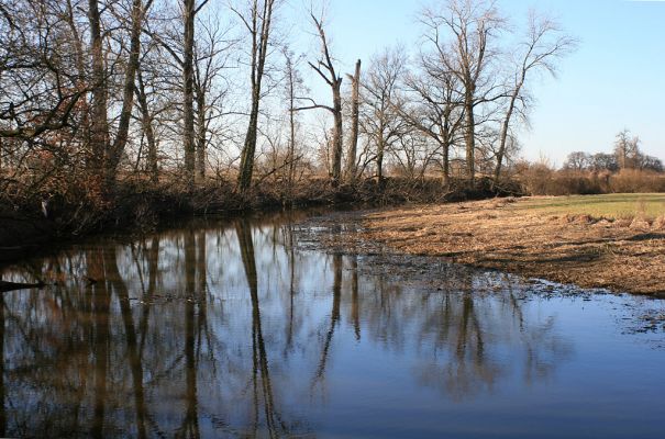 Opatovice-Hrozná-24.2.2008
Zimní záplava doplnila vodu do téměř vyschlého ramena
Klíčová slova: Opatovice Hrozná slepé rameno topol