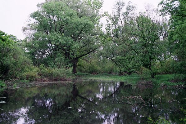 Opatovice-Hrozná, 8.5.2004
Tajemná zákoutí slepého ramena. Před rokem 1920 zde protékalo meandující Labe.
Schlüsselwörter: Opatovice Hrozná slepé rameno