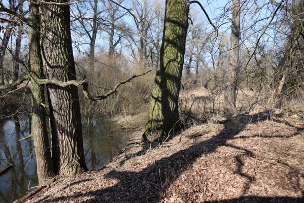 Opatovice nad Labem, 10.3.2021
Hrozná.
Klíčová slova: Opatovice nad Labem Hrozná