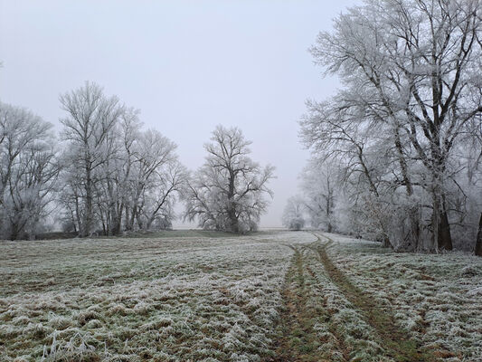 Opatovice nad Labem, 31.12.2024
Hrozná - u slepého ramene Labe.
Klíčová slova: Opatovice nad Labem Hrozná slepé rameno Labe