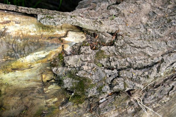 Opatovice nad Labem, rezervace Hrozná, 3.5.2008
Slepé rameno. Padlý kmen topolu. Úkryt pod jeho kůrou zjara využívají četné druhy rodu Ampedus.
Mots-clés: Opatovice nad Labem Hrozná slepé rameno