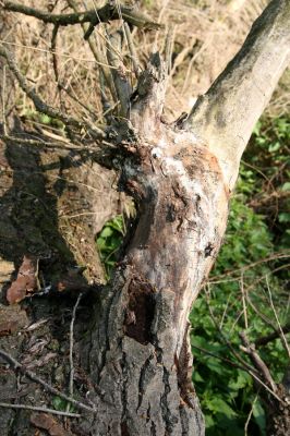 Opatovice nad Labem, rezervace Hrozná, 3.5.2008
Slepé rameno. Padlé kmeny topolů. Biotop Cucujus cinnaberinus
Klíčová slova: Opatovice nad Labem Hrozná slepé rameno Cucujus cinnaberinus