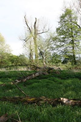 Opatovice nad Labem, rezervace Hrozná, 3.5.2008
Slepé rameno. Padlé kmeny topolů. Biotop Cucujus cinnaberinus
Klíčová slova: Opatovice nad Labem Hrozná slepé rameno Cucujus cinnaberinus